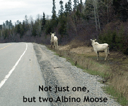 albino-moose-2
