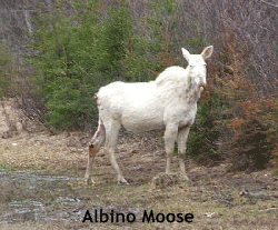 albino-moose